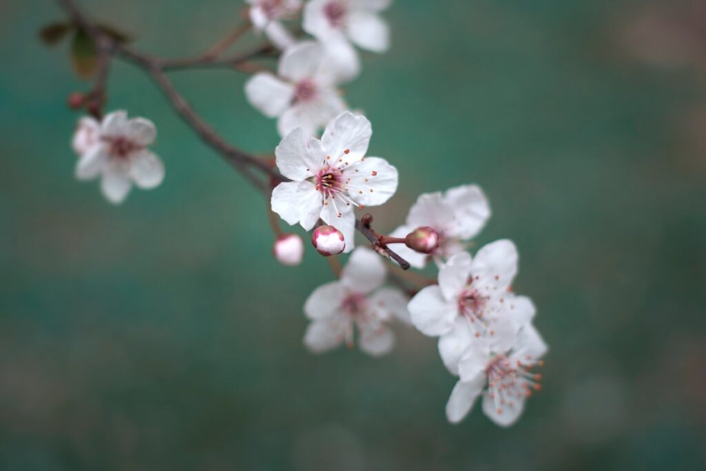 Photo Cherry blossom