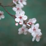 Photo Cherry blossom